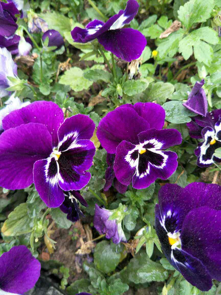 杜鹃花耐寒吗（耐寒花清单10种花能耐零下15度）