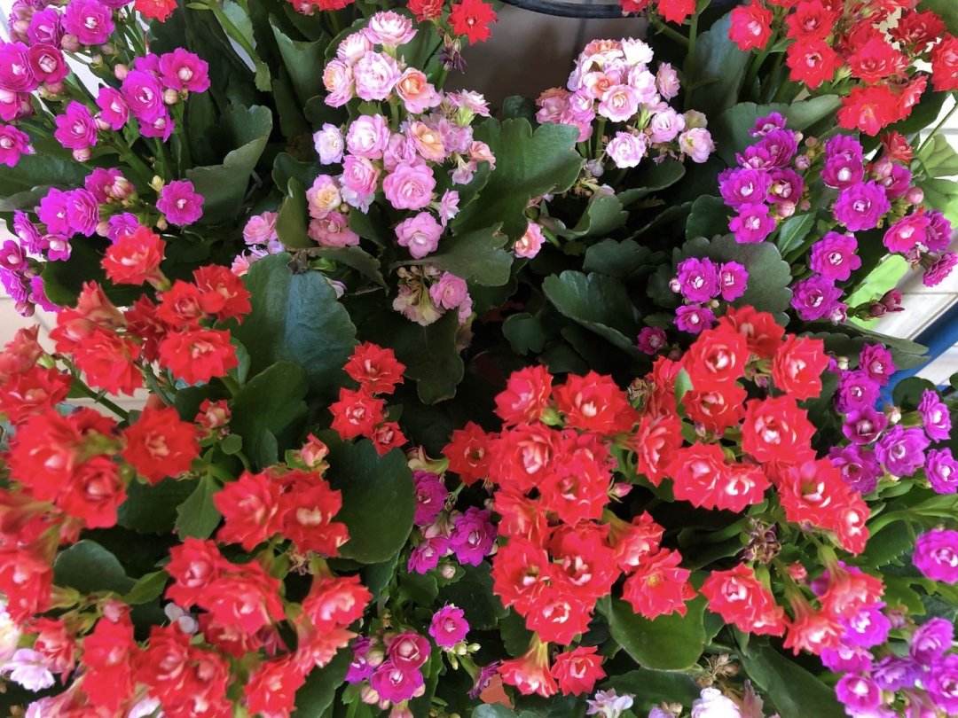 杜鹃花耐寒吗（耐寒花清单10种花能耐零下15度）