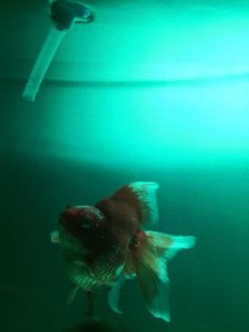 ​养鱼必备几种药物，有了它们才能让你的观赏鱼活出状态，不再挂掉