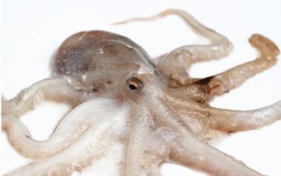 ​章鱼有几只触手，一个章鱼有几个嘴？