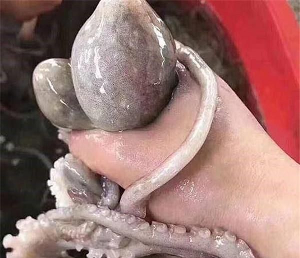 怎样分辨章鱼的触手和触角呢