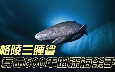 ​格陵兰鲨鱼寿命为什么这么长（格陵兰鲨寿命400年）