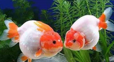 ​家里小金鱼怎么养,为什么买来的金鱼没几天就死了