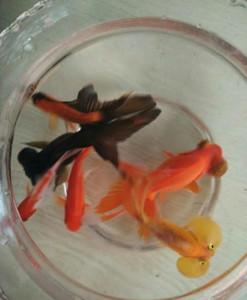 怎么养金鱼 在家里冬天