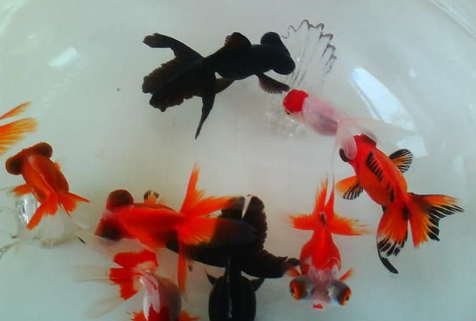 家里应该怎样养金鱼才活得久