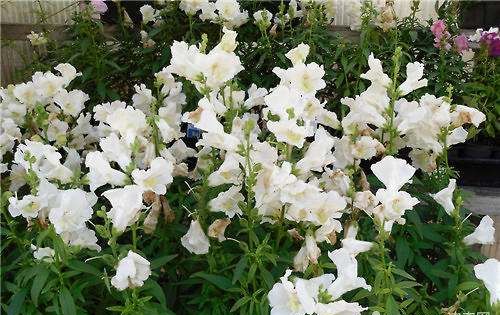 家里小金鱼怎么养,为什么买来的金鱼没几天就死了图4