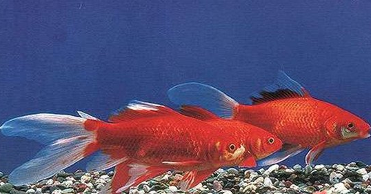 家里小金鱼怎么养,为什么买来的金鱼没几天就死了图2