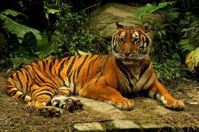 ​中国历史上有哪些经典的扮猪吃老虎的事件真相