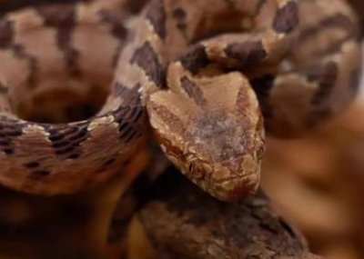 ​欧盟外长回应金砖扩员：我们开始看到，有一个极点把西方以外的一切都聚到了一