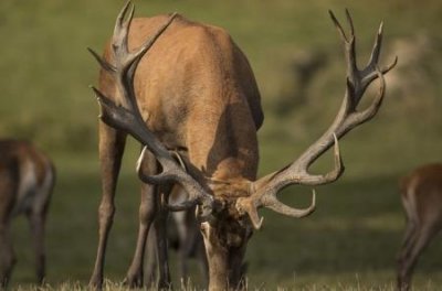 ​奇怪的骨头可能属于巨型鱼龙