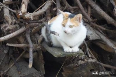 ​兔子几个月下一窝崽子，兔子一年能生殖几胎