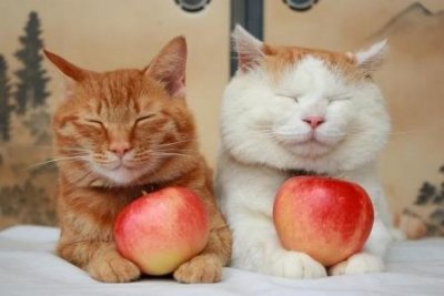 ​乌龟眼睛睁不开能自愈吗？乌龟眼睛睁不开能自愈吗？