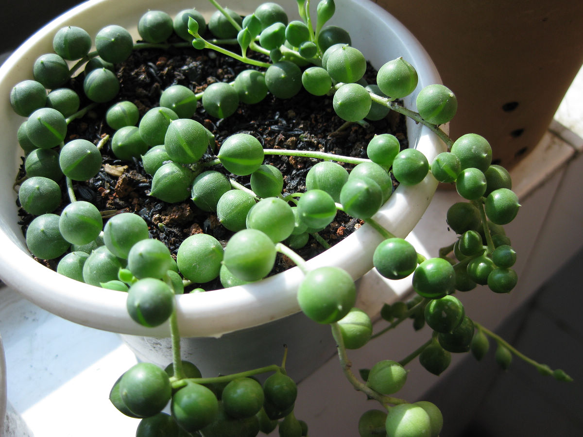 佛珠开花寓意是什么（佛珠的种植养护经验分享）