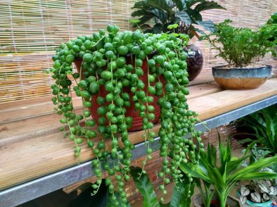 ​佛珠开花寓意是什么（佛珠的种植养护经验分享）