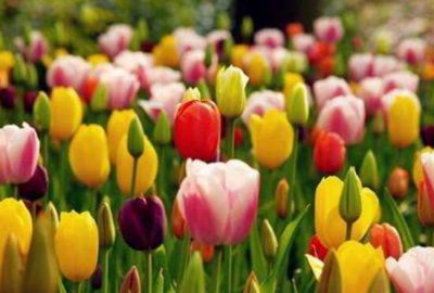 ​郁金香在什么季节开花（郁金香的具体花期介绍）