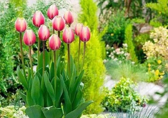 郁金香在什么季节开花（郁金香的具体花期介绍）