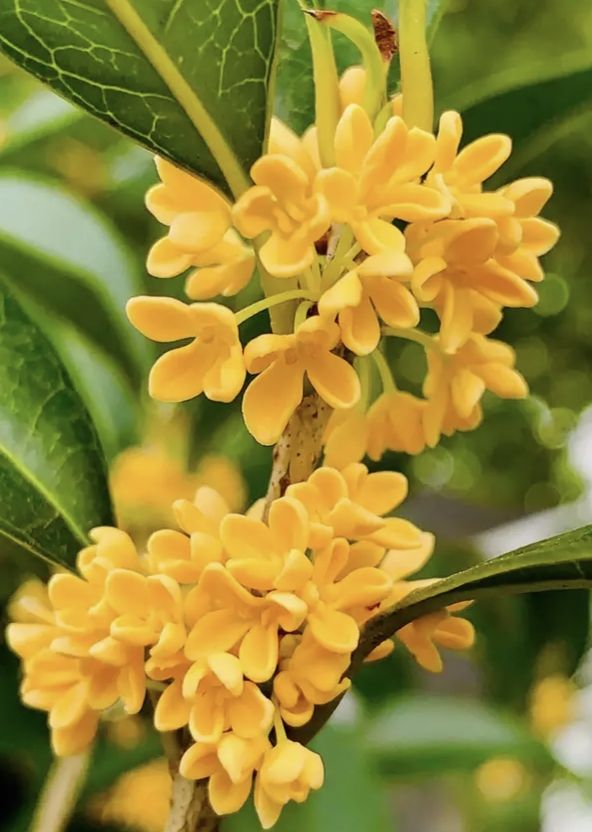 家里可以种桂花树吗（种植桂花树的3大好处）