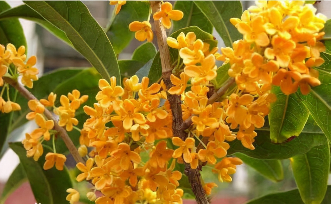 家里可以种桂花树吗（种植桂花树的3大好处）