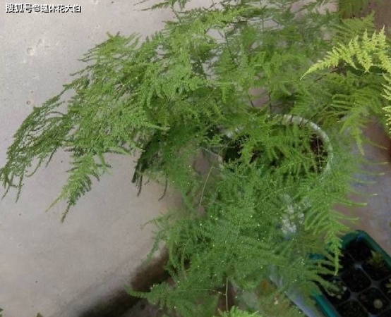 文竹的气味是什么味道