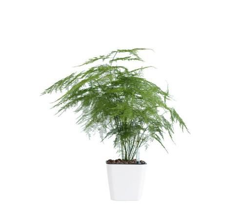 文竹的味道是什么