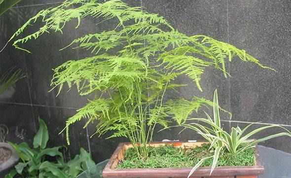 文竹的气味是什么味道,文竹的气味是什么样子的图3