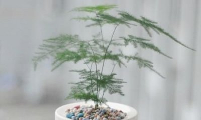 ​文竹的气味是什么味道,文竹的气味是什么样子的