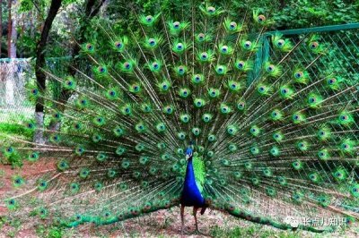 ​孔雀开屏是什么行为？为什么孔雀会开屏呢？