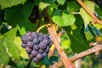 ​葡萄会越越甜吗 葡萄买回来很酸怎么办