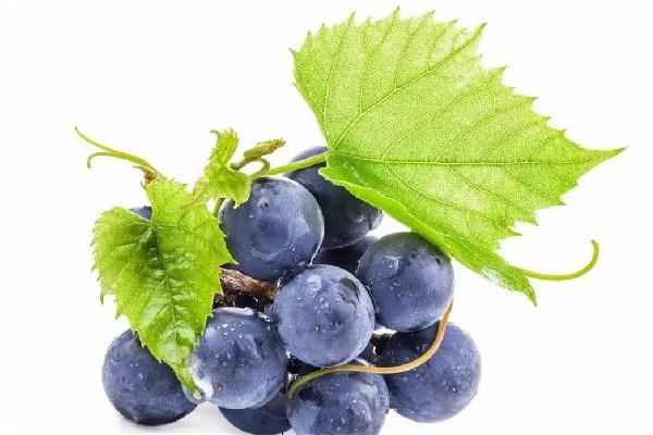 葡萄会越越甜吗 葡萄买回来很酸怎么办