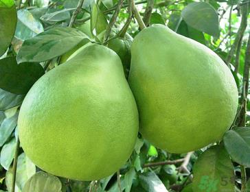 柚子可以放多久？柚子放久了还能吃吗？