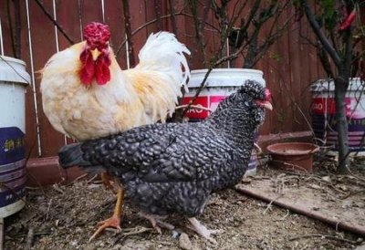 ​农村自己家院子可以养殖吗(农村自家院子养猪犯法吗?)