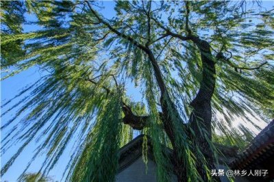 ​春天的柳絮是什么树上的（柳絮长在柳树的什么地方）