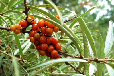 ​沙棘的功效与作用 怎么有效的祛除体内的寒湿之气呢？