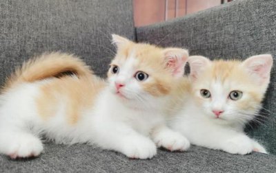 ​小猫几个月可以送人最好（宠物猫出生后多久时间领养合适）