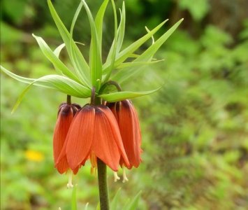 ​每日一花：冠花贝母“可以低头，皇冠不怕掉”