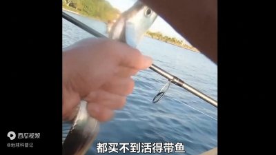 ​为何市场上的带鱼都是冰冻的，很难买到活的？看完解开了多...