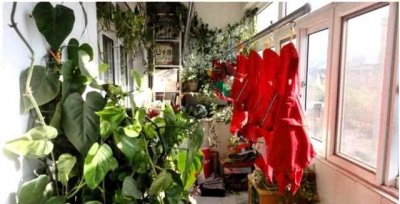 ​俗语说“一颗绿萝七个鬼”，而家家户户都在养，有一点不能忽视！