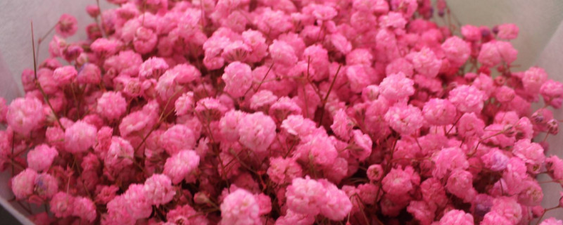 满天星干花怎样插花瓶（图）(图1)