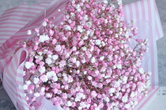 满天星干花怎样插花瓶（图）(图3)