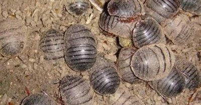 ​农村20亩地可以做什么项目(适合农村废物利用项目)