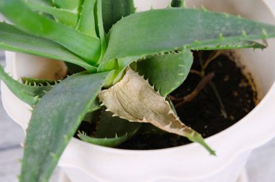 ​芦荟秋天怎么养