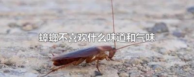 ​蟑螂不喜欢什么味道和气味