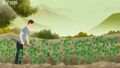 ​黄豆和毛豆是不是一种东西