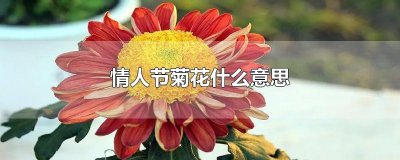 ​情人节菊花什么意思