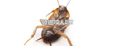 ​蟑螂咬人吗?