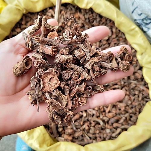 麒麟竭是什么东西（麒麟竭简介）