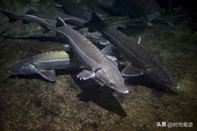 ​河北大汉的养殖奇迹：10亩鱼塘如何成就月入80万？