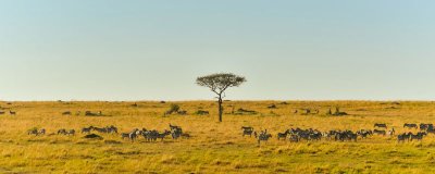 ​国家和地区数目最多的洲是