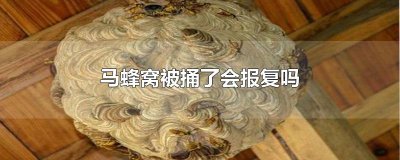 ​马蜂窝被捅了会报复吗