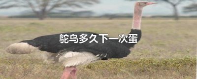 ​鸵鸟多久下一次蛋